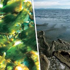 "Экологическое приключение: уроки на берегах озера Байкал"