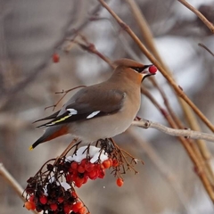 Покорители воздушного океана