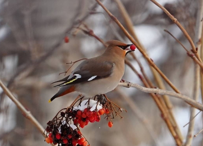 Покорители воздушного океана